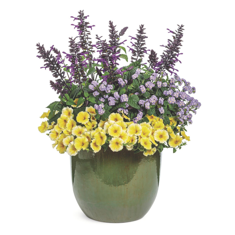 Augusta® Lavender Heliotrope (Heliotropium hybrid)