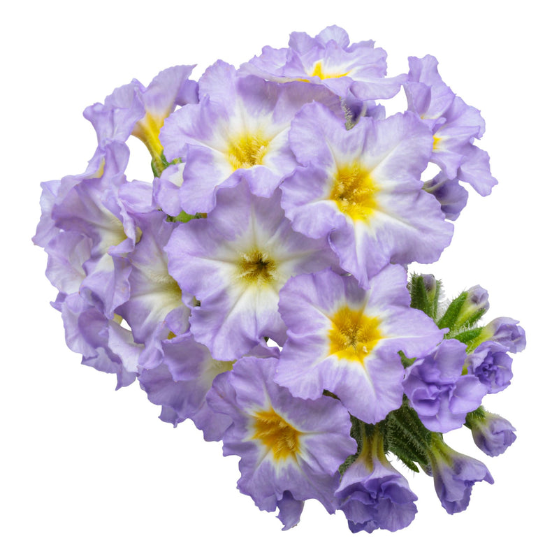 Augusta® Lavender Heliotrope (Heliotropium hybrid)