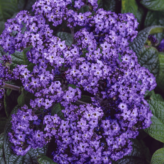 Aromagica® Purple Heliotrope (Heliotropium arborescens)