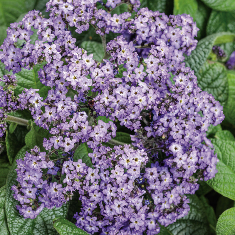 Aromagica Purple Aromagica Purple heliotrope up close.