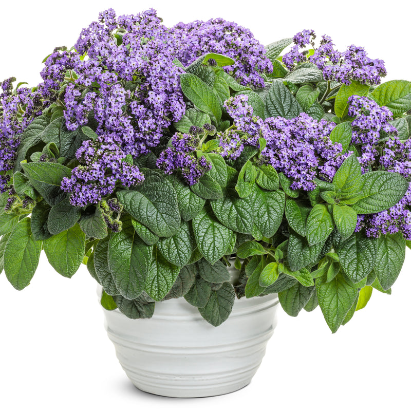 Aromagica® Purple Heliotrope (Heliotropium arborescens) | Proven Winners® New Variety 2025