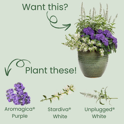 Aromagica® Purple Heliotrope (Heliotropium arborescens) | Proven Winners® New Variety 2025