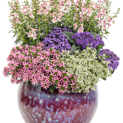 Aromagica® Purple Heliotrope (Heliotropium arborescens) | Proven Winners® New Variety 2025