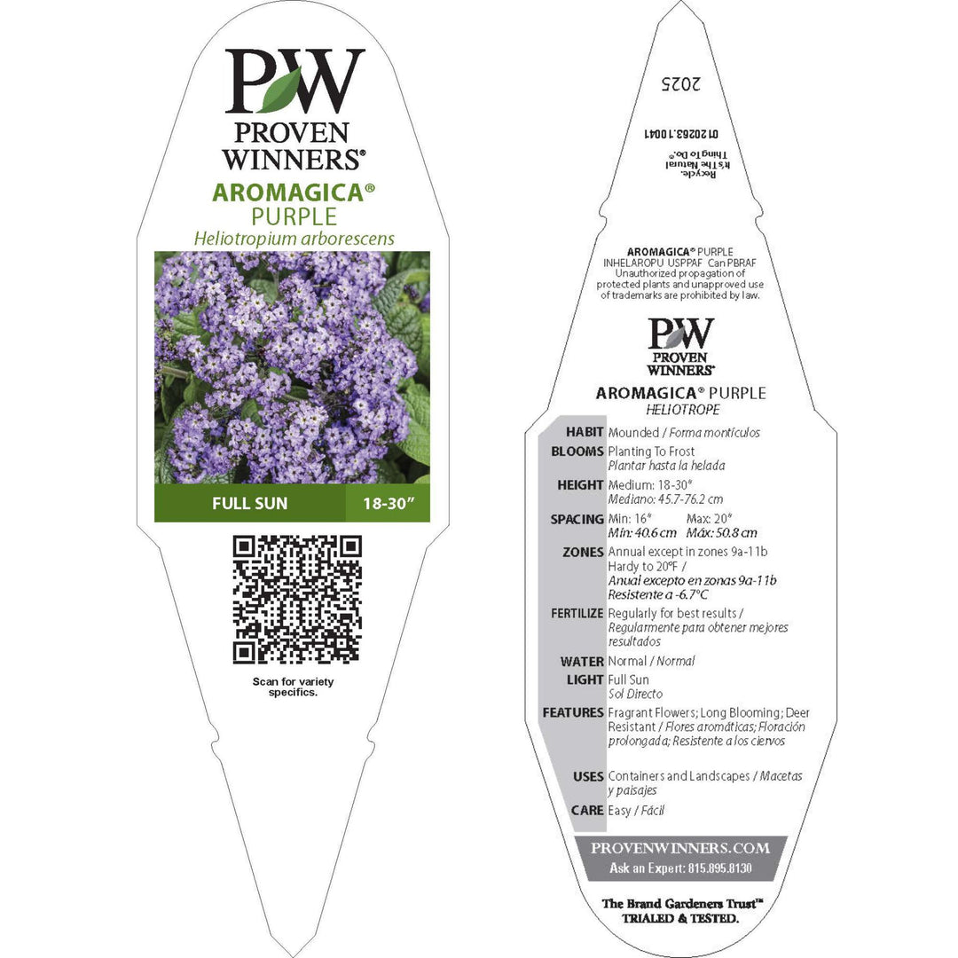 Aromagica® Purple Heliotrope (Heliotropium arborescens)
