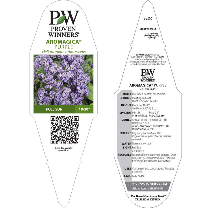 Aromagica® Purple Heliotrope (Heliotropium arborescens)