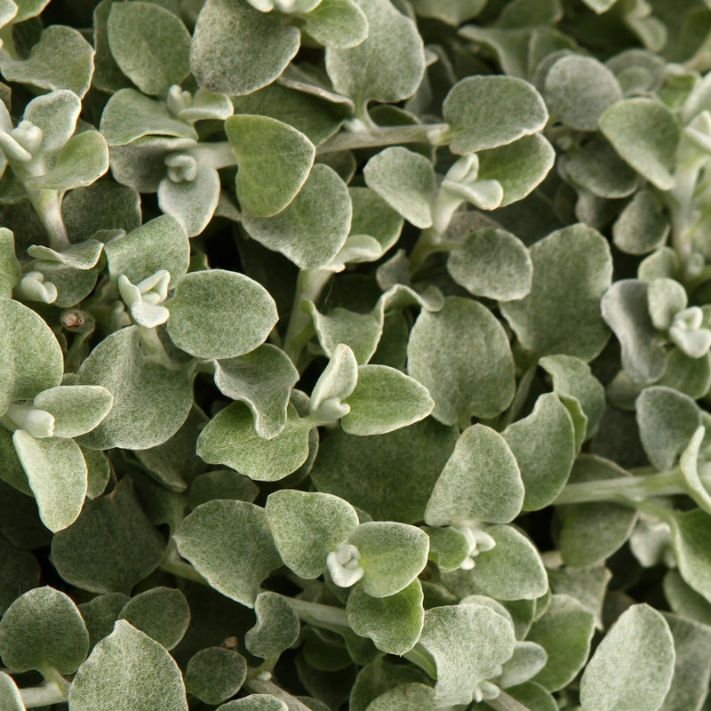 White Licorice Licorice Plant up close.