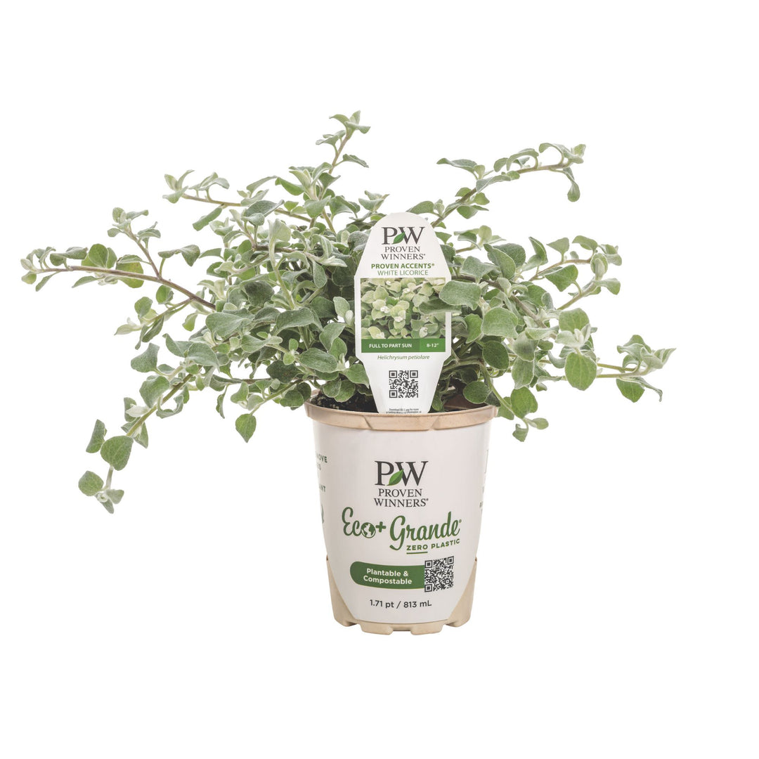 Licorice Plant | White Licorice