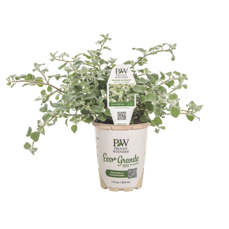 White Licorice Licorice Plant (Helichrysum petiolare)