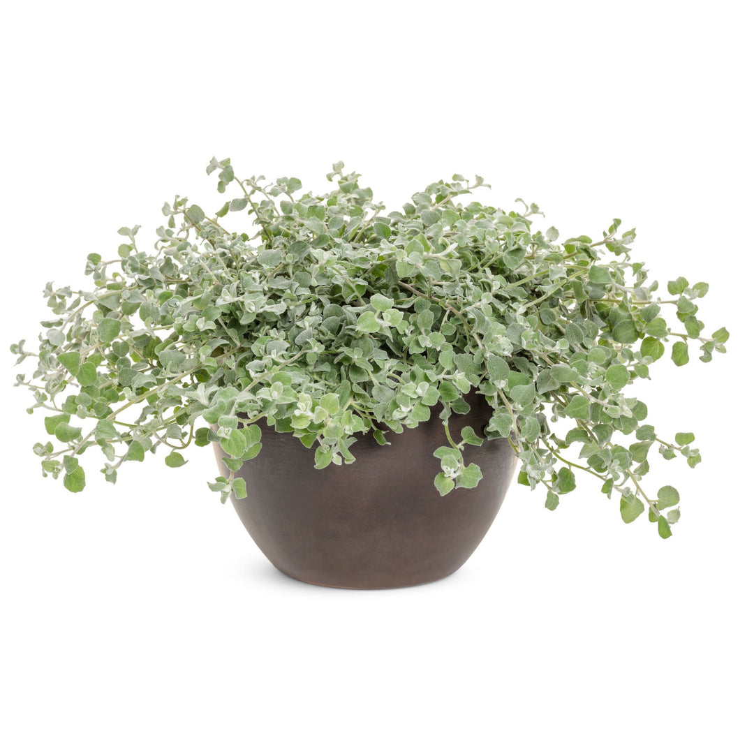 White Licorice Licorice Plant (Helichrysum petiolare)