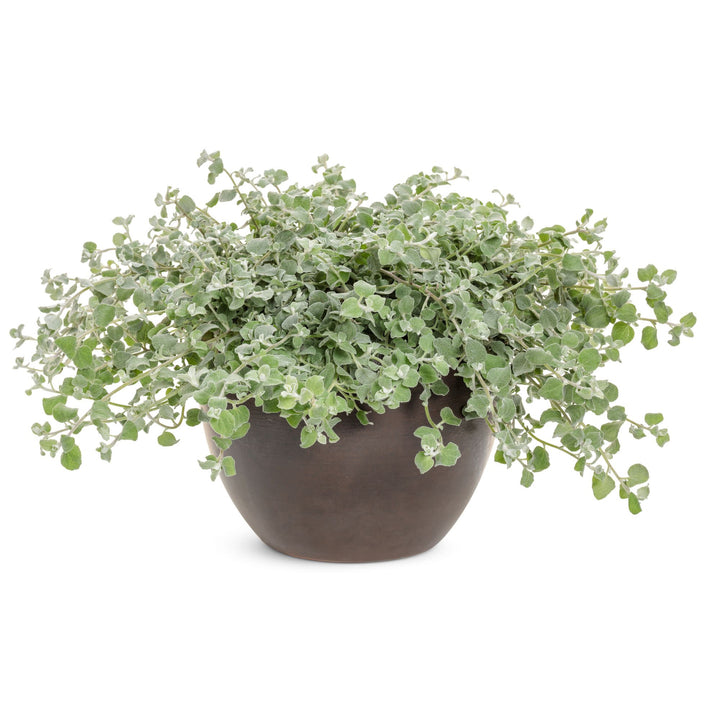 Licorice Plant | White Licorice