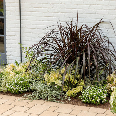 White Licorice Licorice Plant (Helichrysum petiolare)