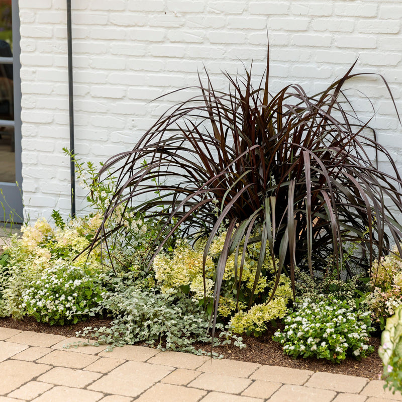 White Licorice Licorice Plant (Helichrysum petiolare)