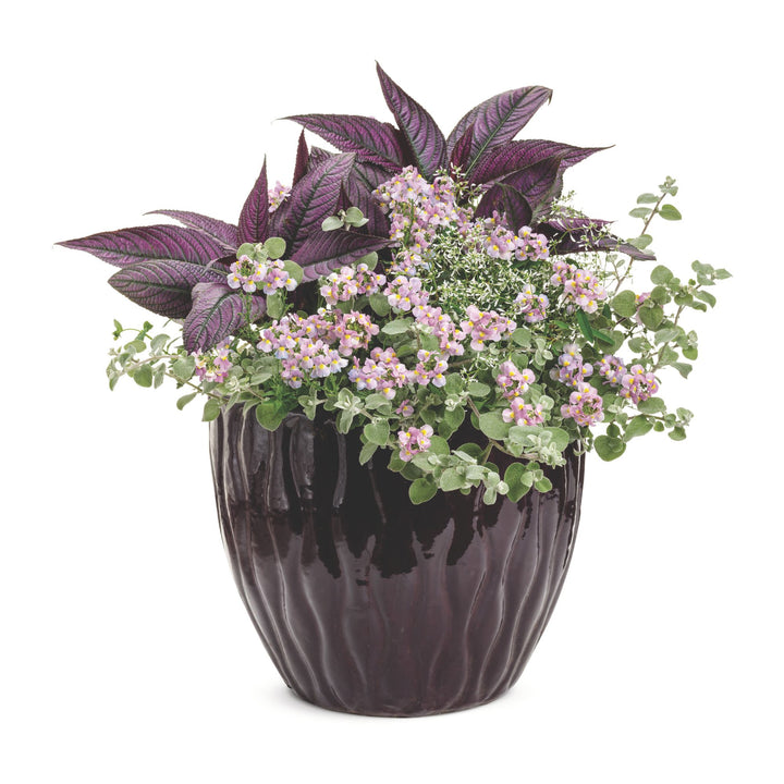 licorice plant in pots Licorice Plant | White Licorice