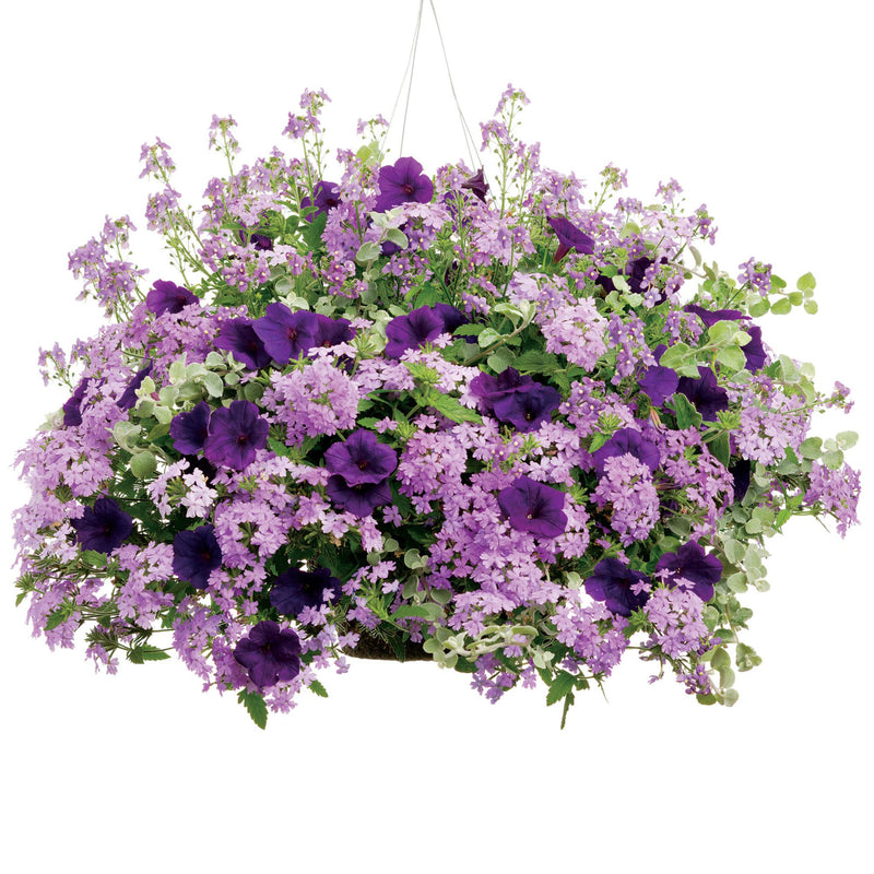 White Licorice Licorice Plant (Helichrysum petiolare)