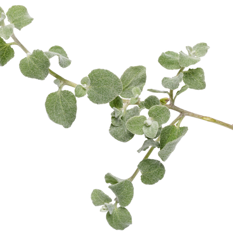 White Licorice Licorice Plant (Helichrysum petiolare)