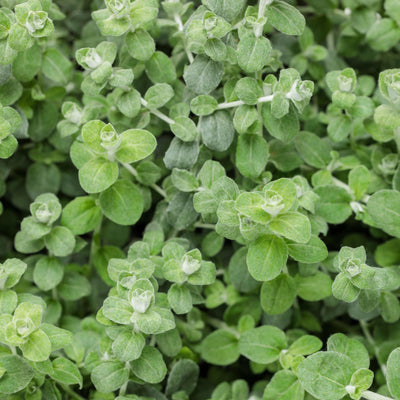 Petite Licorice Licorice Plant (Helichrysum petiolare)