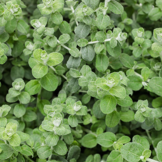 Petite Licorice Licorice Plant (Helichrysum petiolare)