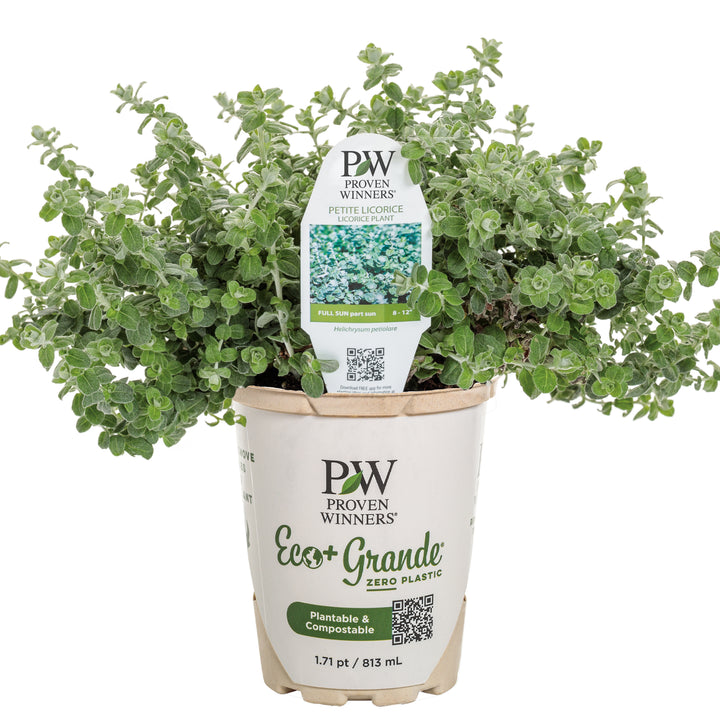 licorice plant care indoor Licorice Plant | Petite Licorice