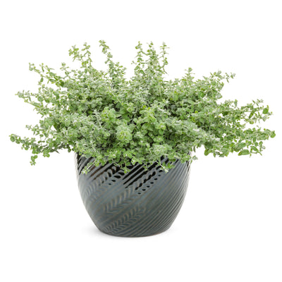 Petite Licorice Licorice Plant (Helichrysum petiolare)