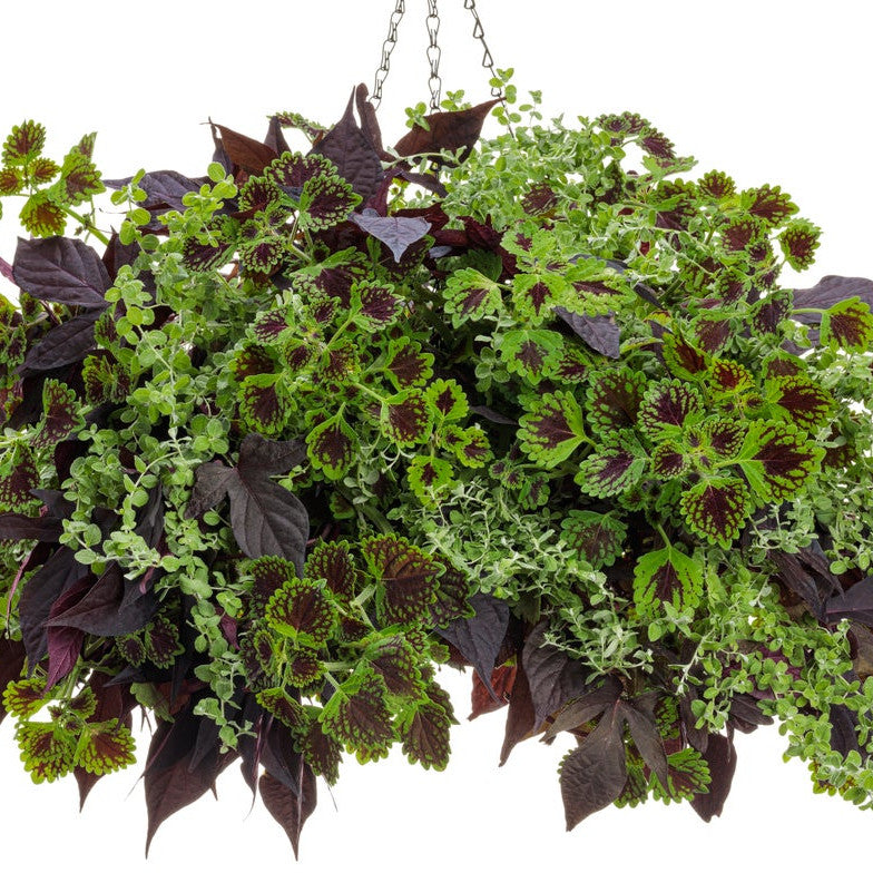 licorice plant care indoor Licorice Plant | Petite Licorice