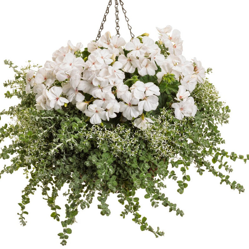 licorice plant hanging basket Licorice Plant | Petite Licorice
