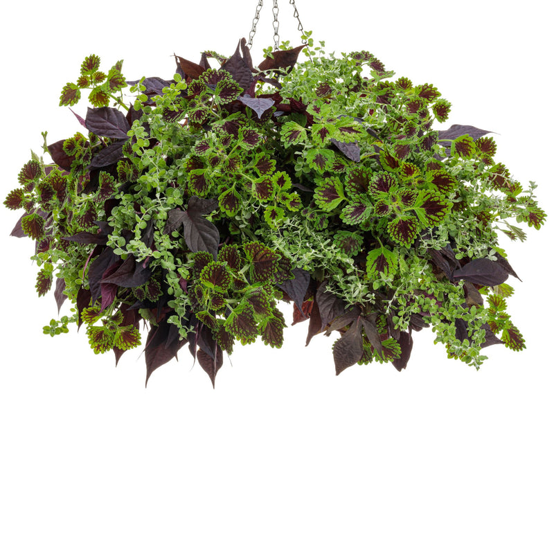 Petite Licorice Licorice Plant (Helichrysum petiolare)