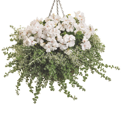 Petite Licorice Licorice Plant (Helichrysum petiolare)