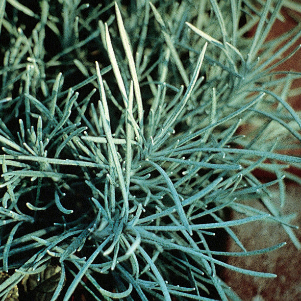 Icicles Licorice Plant up close.