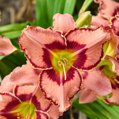 Rainbow Rhythm® 'Fearfully and Wonderfully Made' Daylily (Hemerocallis hybrid)