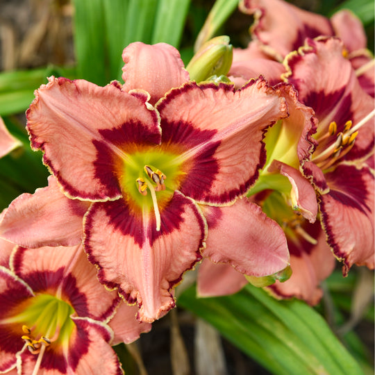 Rainbow Rhythm® 'Fearfully and Wonderfully Made' Daylily (Hemerocallis)