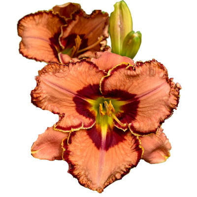 Rainbow Rhythm® 'Fearfully and Wonderfully Made' Daylily (Hemerocallis hybrid)