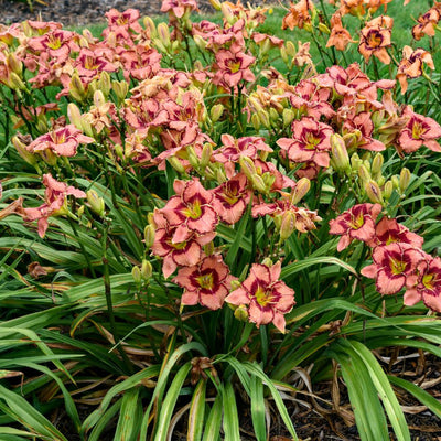 Rainbow Rhythm® 'Fearfully and Wonderfully Made' Daylily (Hemerocallis hybrid)