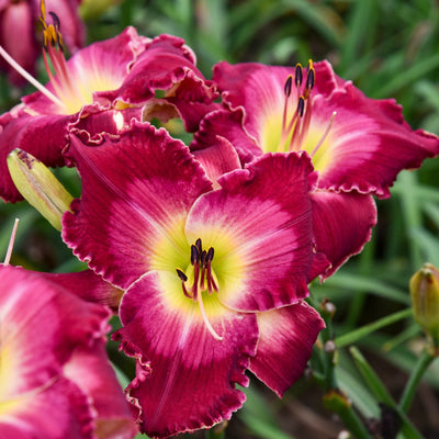 Rainbow Rhythm 'Blood, Sweat and Tears' Daylily up close.