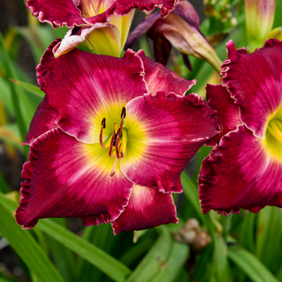 Rainbow Rhythm® 'Blood, Sweat and Tears' Daylily (Hemerocallis hybrid)