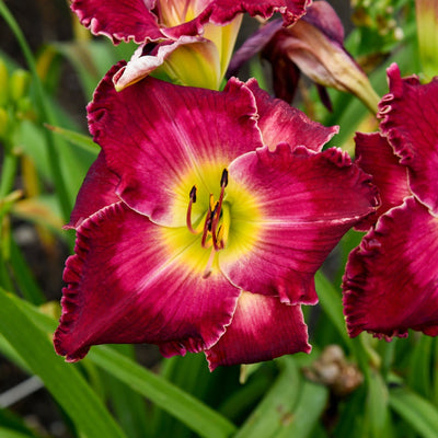 Rainbow Rhythm 'Blood, Sweat and Tears' Daylily up close.