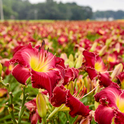 Rainbow Rhythm® 'Blood, Sweat and Tears' Daylily (Hemerocallis hybrid)