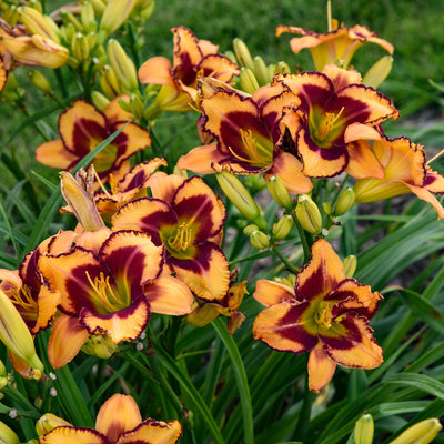 Rainbow Rhythm 'Blazing Glory' Daylily up close.