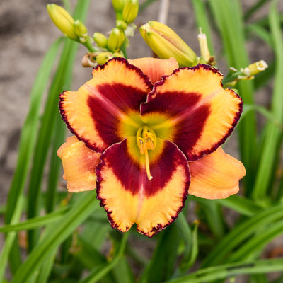 Rainbow Rhythm 'Blazing Glory' Daylily up close.