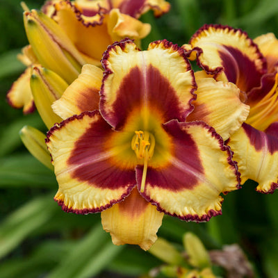 Rainbow Rhythm 'Blazing Glory' Daylily up close.