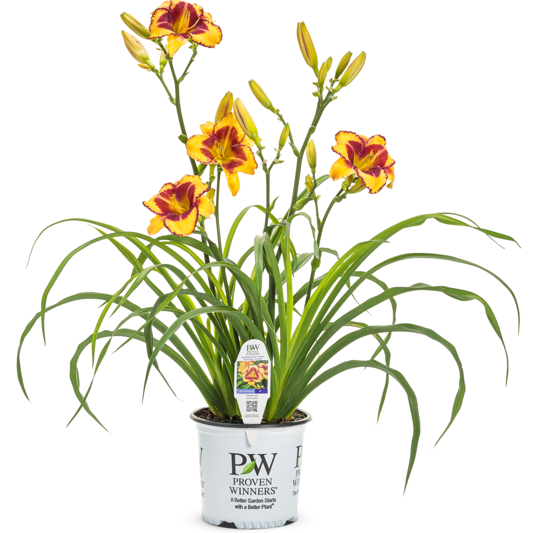 Daylily | Rainbow Rhythm® 'Blazing Glory' | Proven Winners