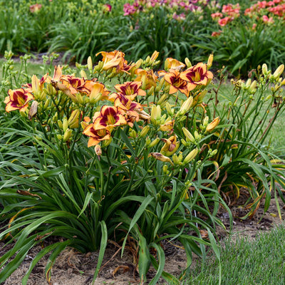 Rainbow Rhythm 'Blazing Glory' Daylily in use.