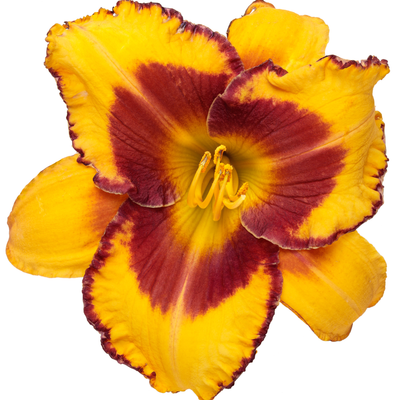 Rainbow Rhythm® 'Blazing Glory' Daylily (Hemerocallis hybrid)