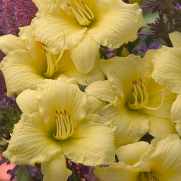 Rainbow Rhythm 'Going Bananas' Daylily up close.