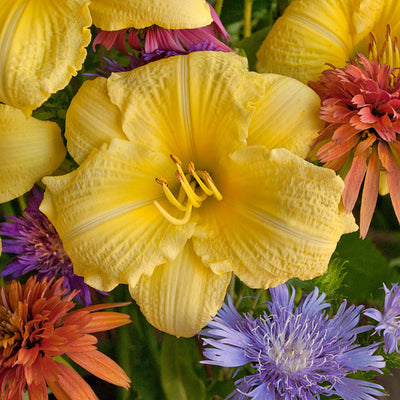 Rainbow Rhythm 'Going Bananas' Daylily up close.
