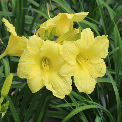 Rainbow Rhythm 'Going Bananas' Daylily up close.