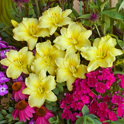 Rainbow Rhythm 'Going Bananas' Daylily in use.