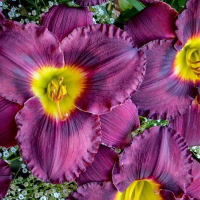 Rainbow Rhythm® 'Nosferatu' Daylily (Hemerocallis hybrid)