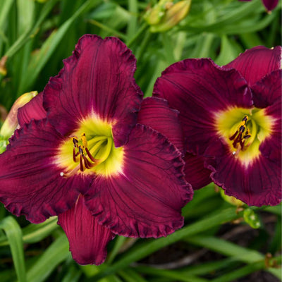 Rainbow Rhythm® 'Nosferatu' Daylily (Hemerocallis hybrid)