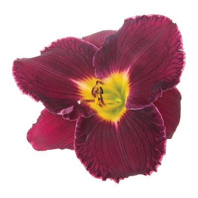 Rainbow Rhythm® 'Nosferatu' Daylily (Hemerocallis hybrid)