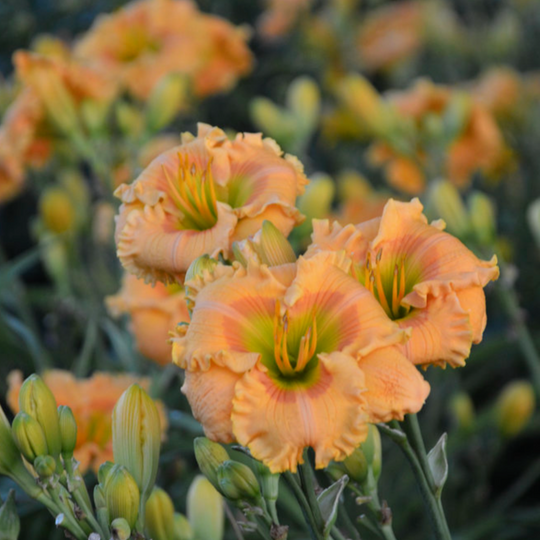 Rainbow Rhythm® 'Orange Smoothie' Daylily (Hemerocallis)
